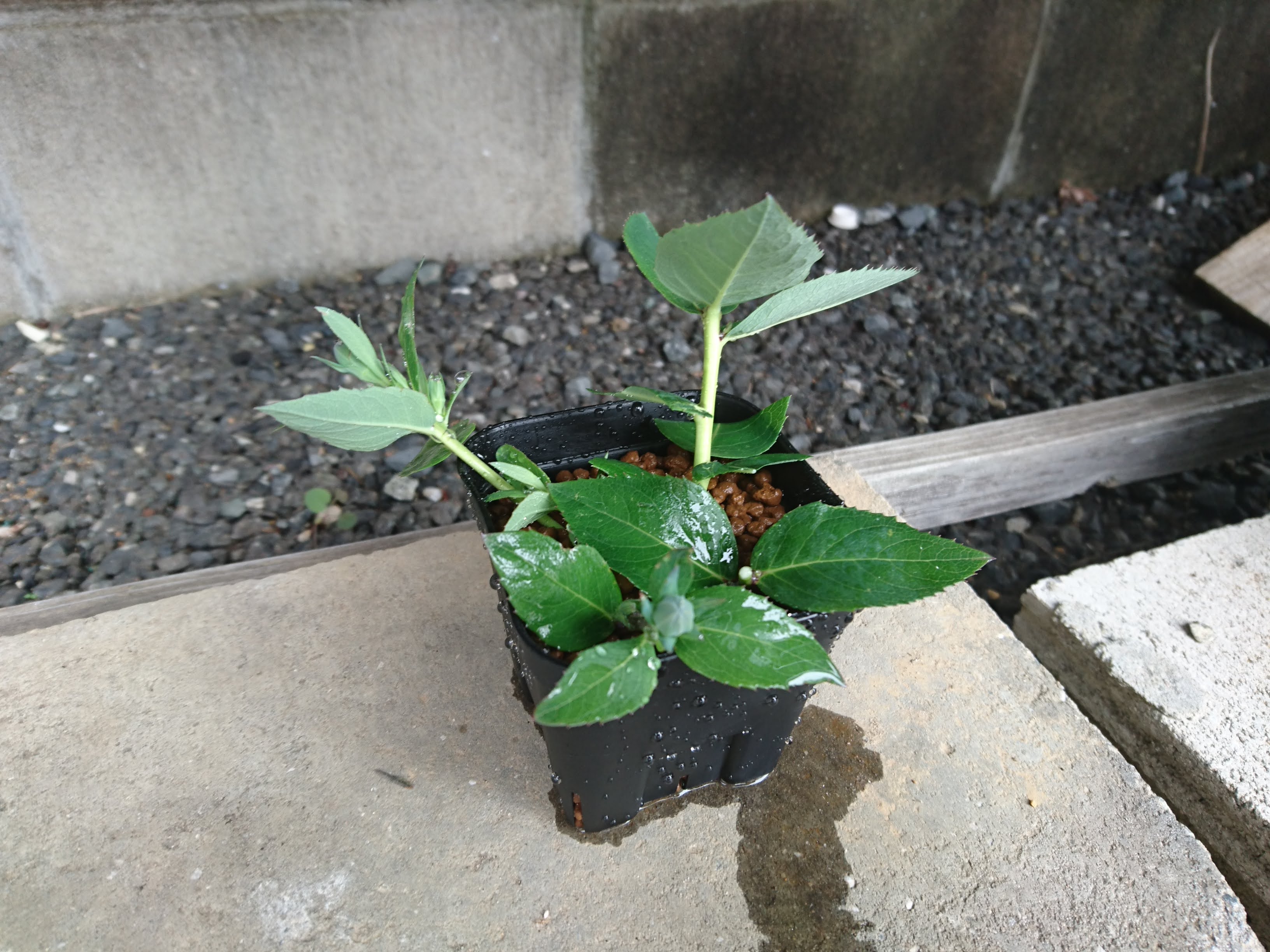キキョウ 桔梗 の挿し芽 挿し木 を成功させるポイント 摘心や切り戻しの茎 枝 を使って株を増やす方法 メダカの大工