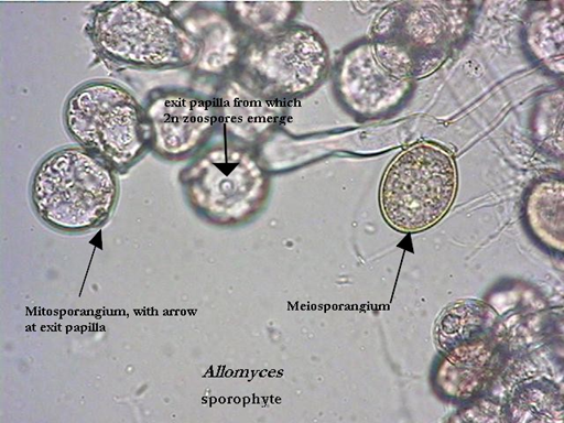 Mitosporangio asexual y meisoporangio sexual.