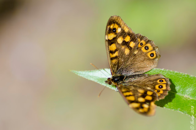 macrofotografia