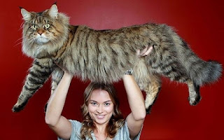 Kucing Maine Coon