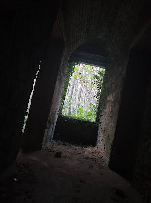 Window in the basement with vines surrounding it