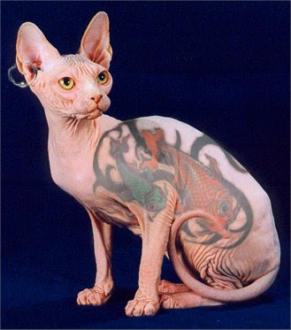 Three hairless cats and a hairless dog.