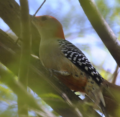 Red-bellied Woodpecker (Melanerpes carolinus)