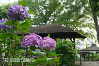 四阿と紫陽花の写真