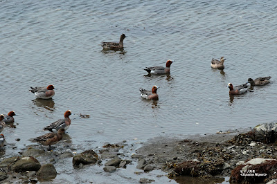 ヒドリガモ　≪Eurasian Wigeon≫