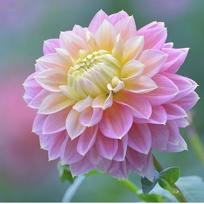 Pink Dahlia