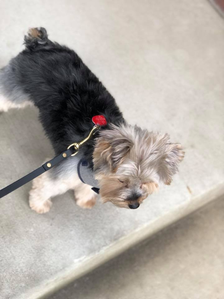 yorkie haircut