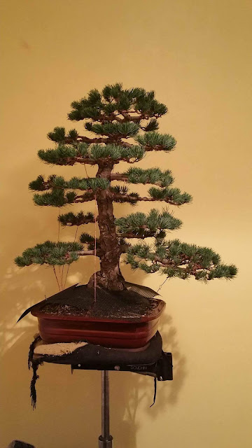 JWP bonsai, styling white pine bonsai, japanese white pine, bonsai, wiring bonsai, wiring pine