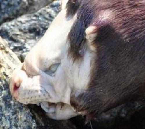 Mysteries Unknown Monster Pulled From Ontario Lake
