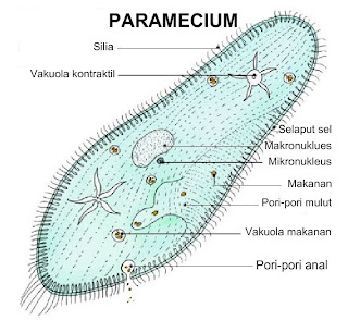 Anatomi Avertebrata BIOLOGIPEDIA