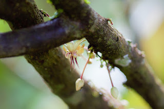Flowers on a cacao tree in Puriscal, Costa Rica
