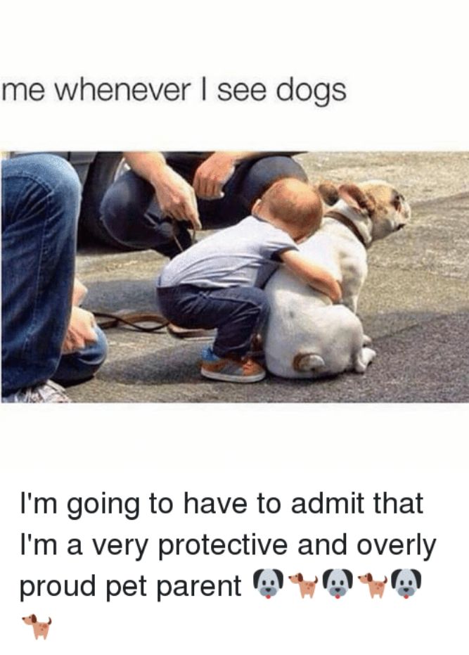 Overly proud pet parent! - Funny Dog Memes, pictures, photos, images, pics, captions, jokes, quotes, wishes, quotes, SMS, status, messages, wallpapers.