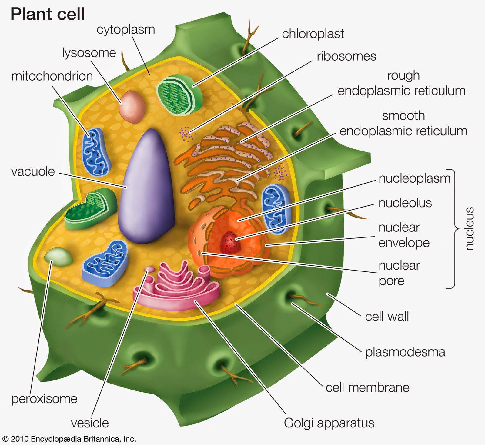 The Cell World: Organels of Cells