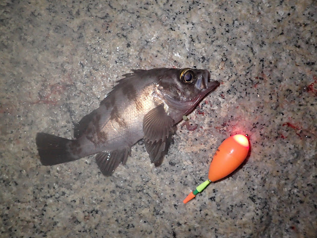 カレイの前にメバルの夜釣り（林崎海岸）