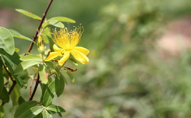 Hypericum Flowers