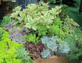Fort Wayne Home and Garden Show succulents