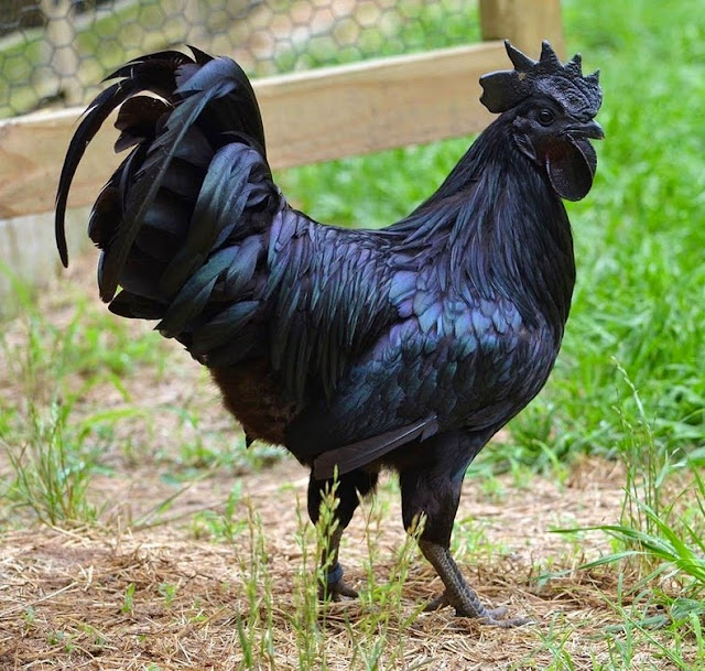 AYAM CEMANI, THE UNHOLY YET THE MOST EXPENSIVE CHICKEN IN THE WORLD