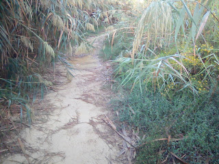 plants, weighed down by rain, along the Salt Lake trail