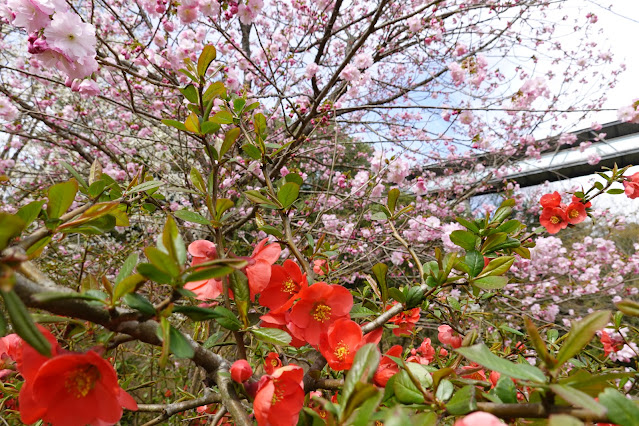 鳥取県西伯郡南部町鶴田 とっとり花回廊 花の谷