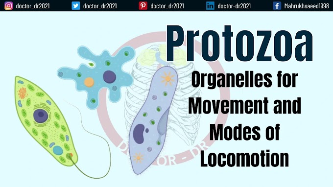 Protozoa: Organelles for Movement and Modes of Locomotion