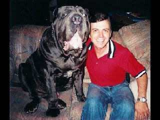 CH Samson, the Neapolitan Mastiff