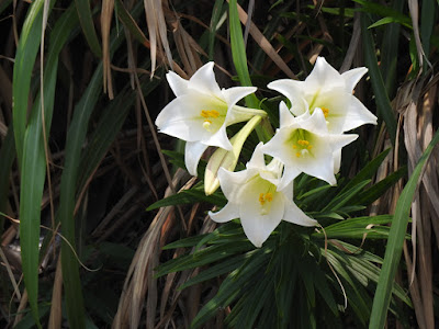 台灣百合