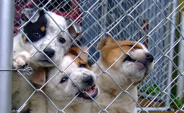 shelter dogs for adoption