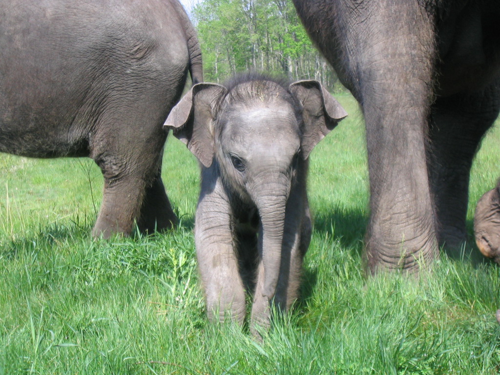 Baby Elephant