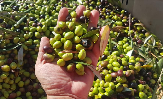 Furti e rapine ad Andria: rinvenuti 1.200 kg di olive, ricavato donato in beneficenza