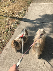 Two Fluffy Dogs being taken for a walk with a leash and harness