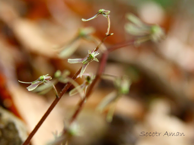 Neottia japonica