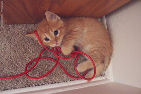 Funny cats - part 95 (40 pics + 10 gifs), cat pictures, kitten playing with red cable