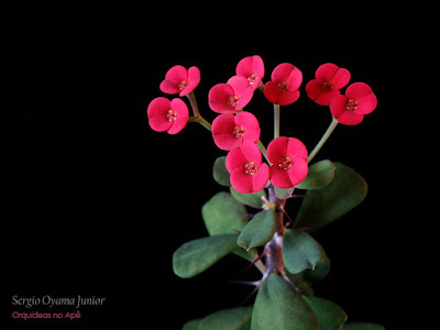 Euphorbia milii