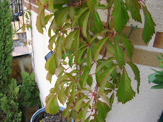 Parra virgen o enredadera de Virginia (Parthenocissus quinquefolia (L.) Planch.).