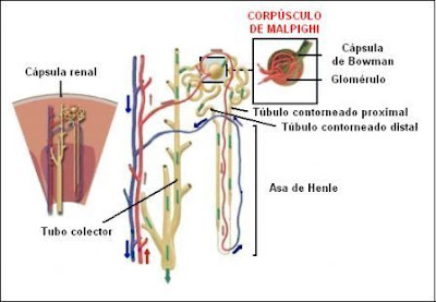 Estructura de un nefrón