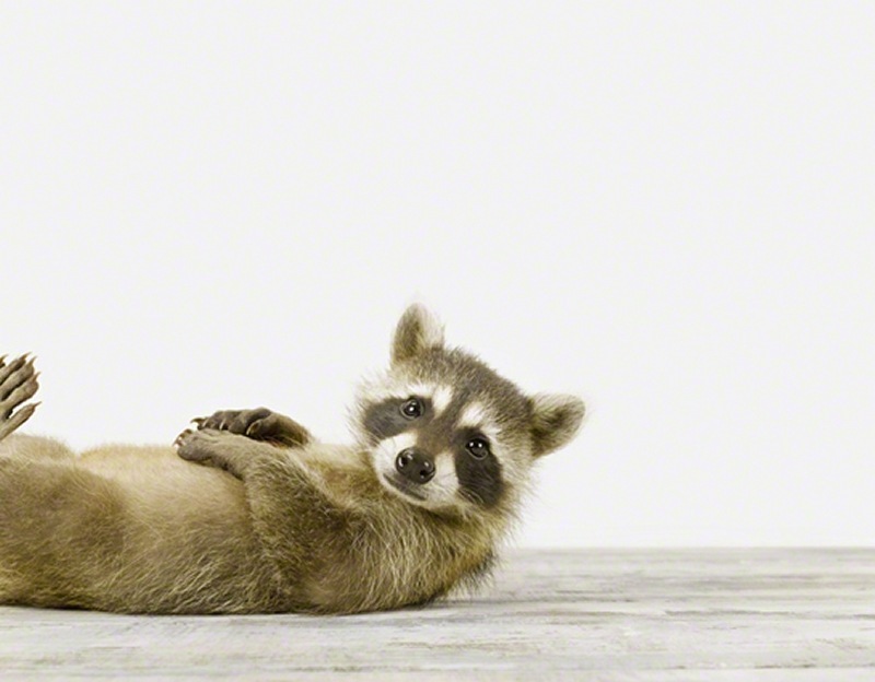 BabyRacoon