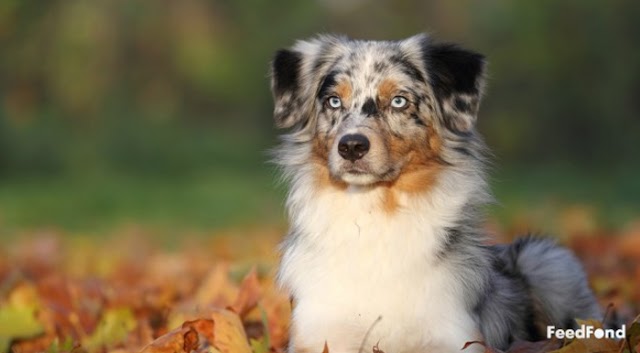 Australian Shepherd Husky Dog Breed Info: Price, Characteristics, Aggressiveness & Facts