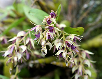 Dendrobium strongylanthum care and culture