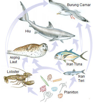 Rantai Makanan dan Jaring - Jaring Makanan - Ilmu Pengetahuan