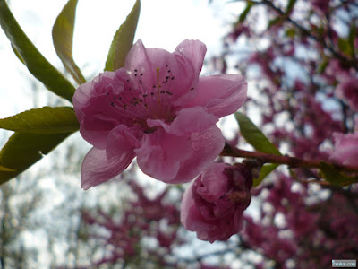 桃園公園の桃の花