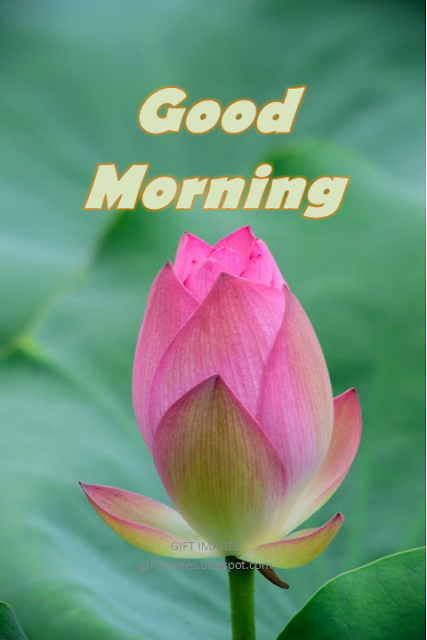 good morning flower images free download hd