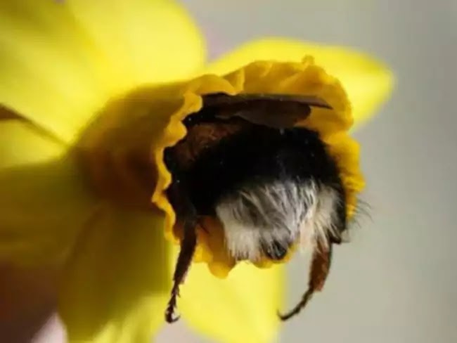 Cute Pictures Of Bumblebees That Fell Asleep Inside Flowers