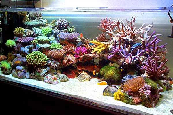 Aquarium Gambar Aquarium Air Laut