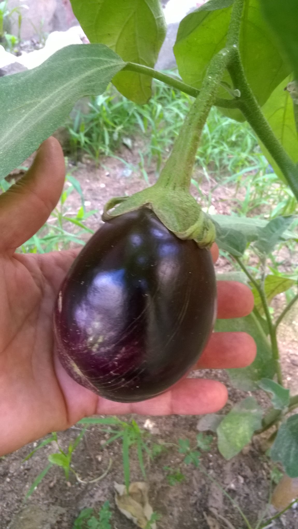 Eggplant or aubergine is a species of nightshade, Solanum melongena, grown for its edible fruit. It is known in South Asia, Southeast Asia and South Africa as brinjal. The fruit is widely used in cooking. The eggplant, or Aubergine, is a large pear shaped vegetable.