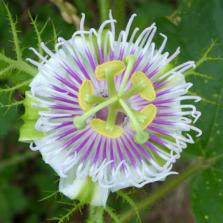 Passiflora foetida - Passiflore fétide -  Passiflore poc-poc