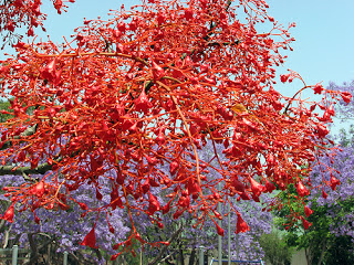 brachychiton acerfolius