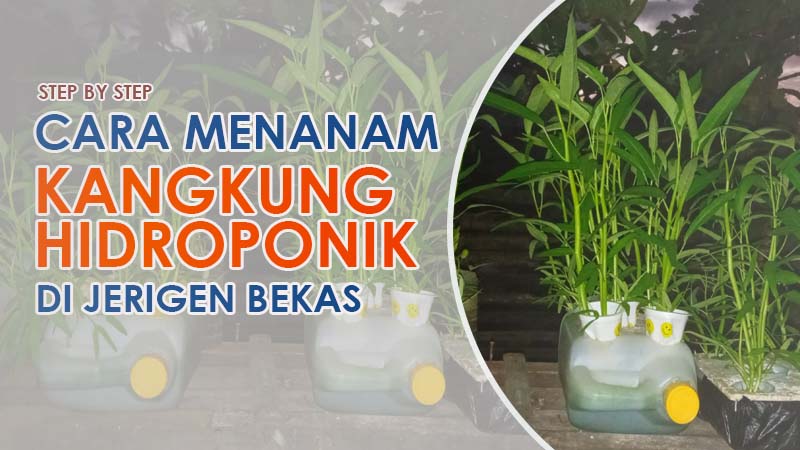 Step by step Cara Menanam Kangkung Hidroponik