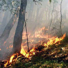 incendio nella taiga