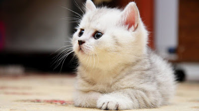 cute cats wallpaper free download 50