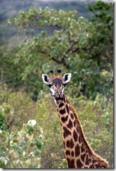 blog krien giraf 2